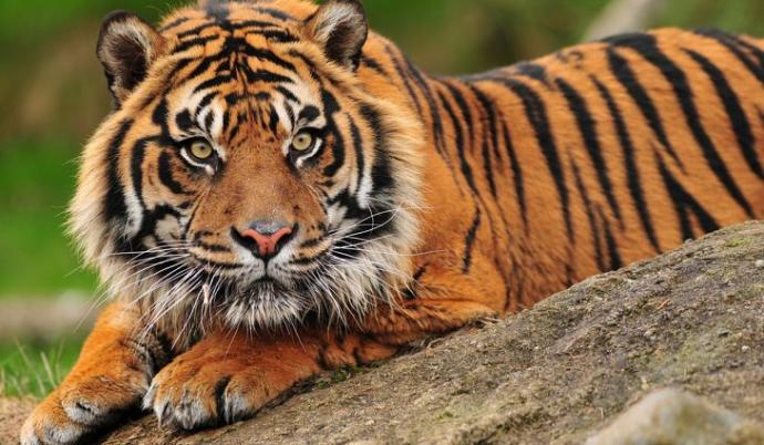 What's your favourite animal?