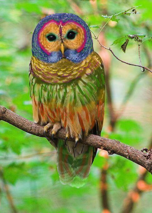What's your favourite animal?
