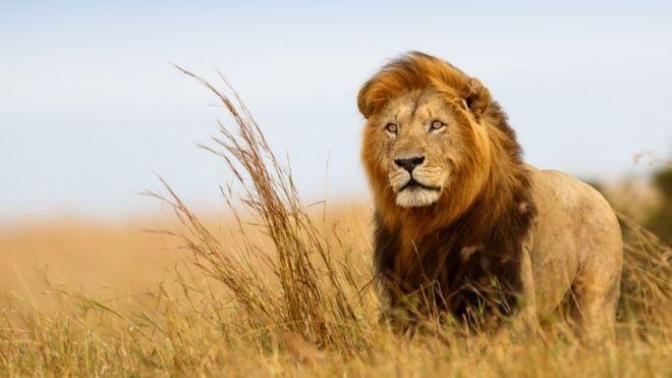 What's your favourite animal?