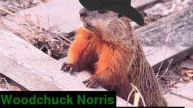How much wood can a woodchuck chuck if a woodchuck could chuck wood?