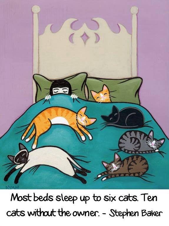 Cat people, how many cats can you sleep on your bed?