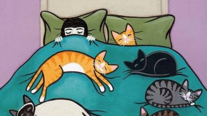 Cat people, how many cats can you sleep on your bed?