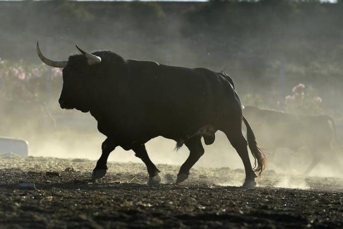 Is the castration of bulls considered animal cruelty?