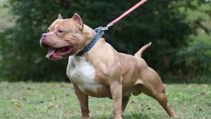 Why are pitbulls getting such a bad reputation?