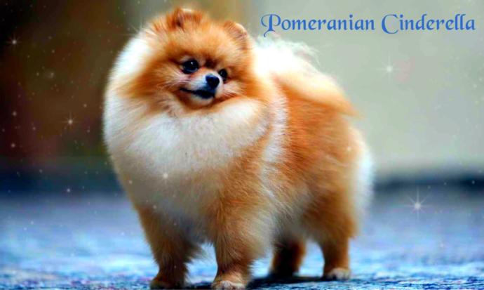 Which dog breed would cinderella be?