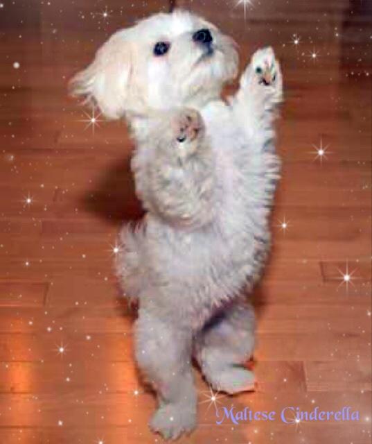 Which dog breed would cinderella be?