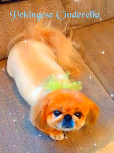 Which dog breed would cinderella be?