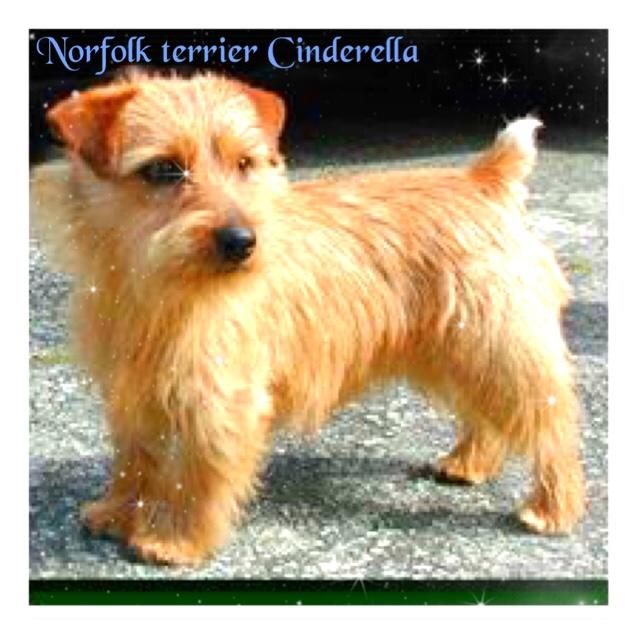 Which dog breed would cinderella be?