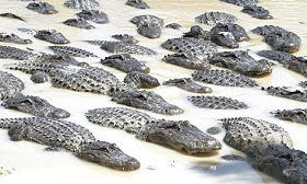 Their crocodile army.