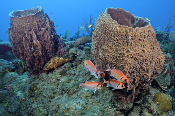 Would you like to visit the Dutch Caribbean island of Sint Eustatius (Statia)?