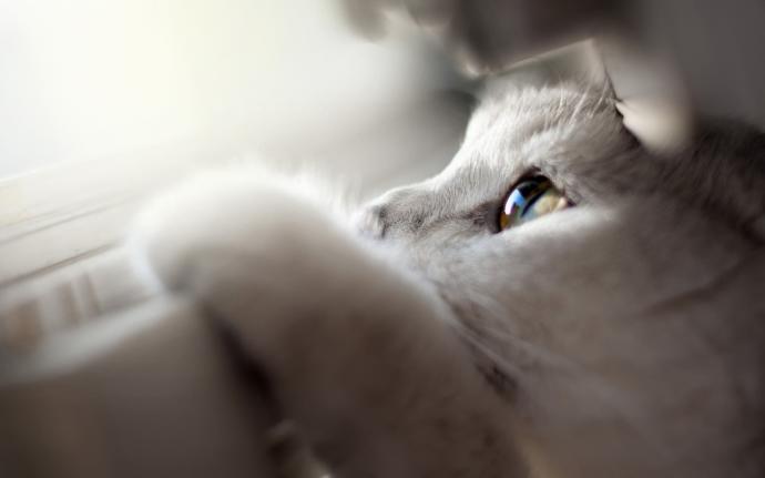 Amanda's cat game 5: Which cat are you?