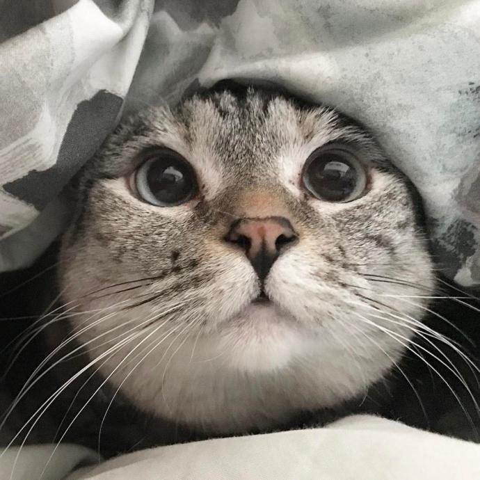 Amanda's cat game 5: Which cat are you?