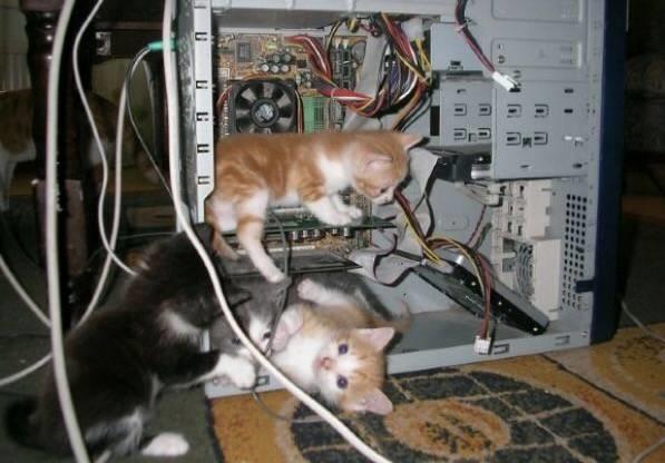 Amanda's cat game 5: Which cat are you?