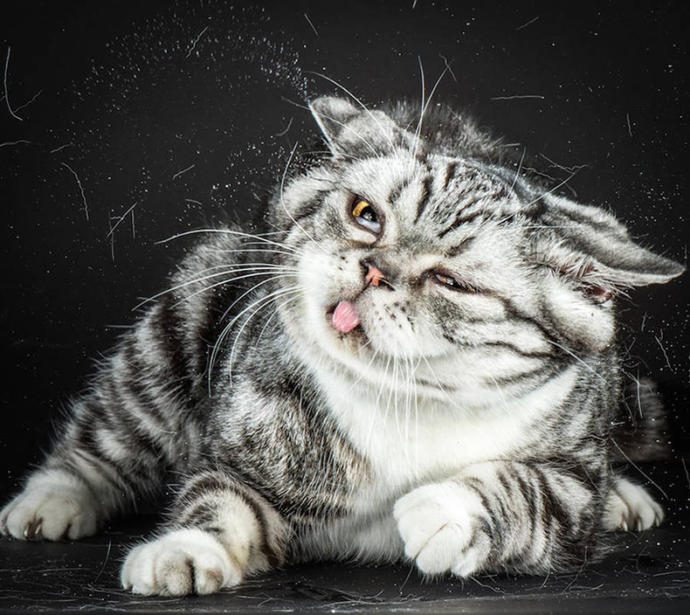 Amanda's cat game 5: Which cat are you?