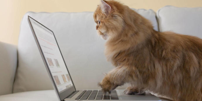 Amanda's cat game 5: Which cat are you?