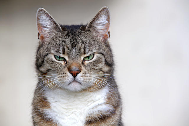 Amanda's cat game 5: Which cat are you?