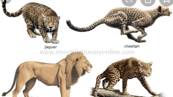 Why do people say to basically become vegetarian 🌱 to lose weight? Have you seen vegetarian animals? And carnivorous animals?