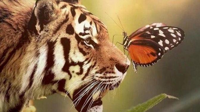 What animal are you?