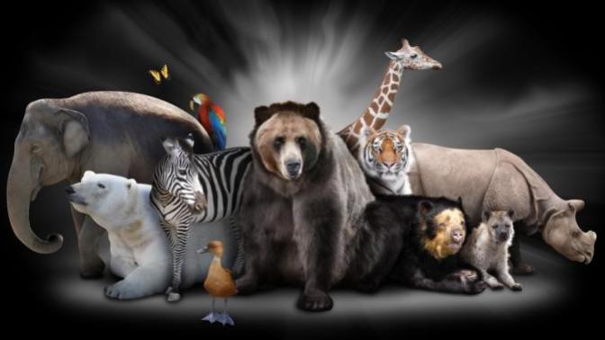 What’s your spirit animal and why?