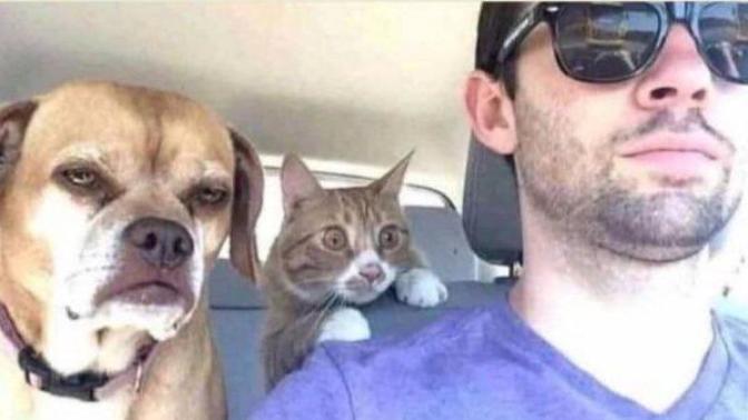 Why are cats such pussies?