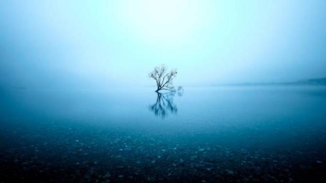 What do you think of the lonely Wanaka Tree? Does it spark your interest to visit New Zealand?