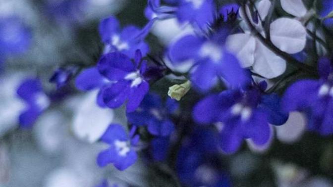 What's your favorite plant?