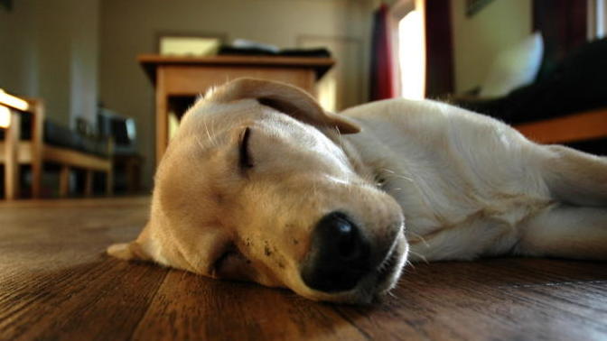 Husband doesn't want to let the dog go, what should I do?