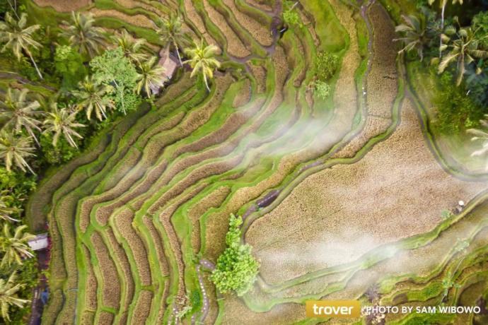Would you like visit one of Bali's rice terraces?
