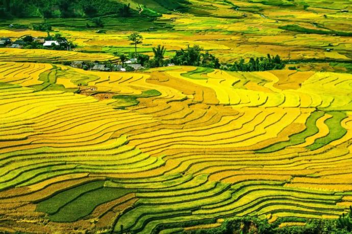 Would you like visit one of Bali's rice terraces?