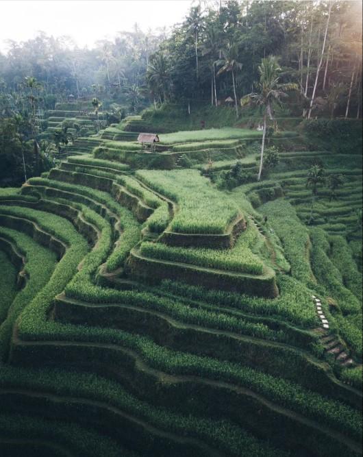 Would you like visit one of Bali's rice terraces?