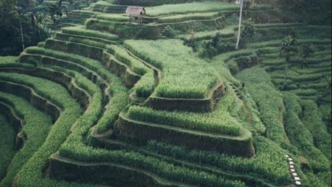 Would you like visit one of Bali's rice terraces?