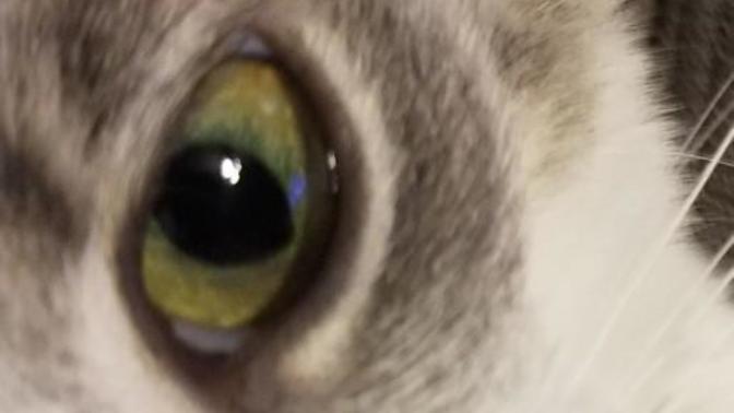 Why is my kitten's face swelled?