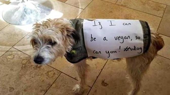 Should dogs be restricted to a vegan diet?