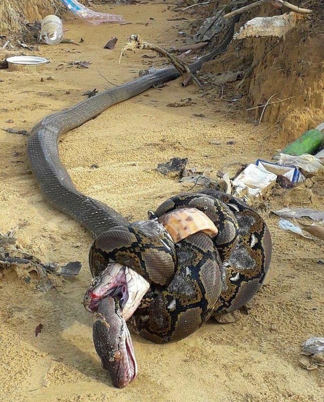 What do you think of the parable of the Snake and the Saw?