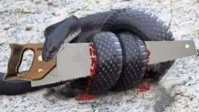 What do you think of the parable of the Snake and the Saw?