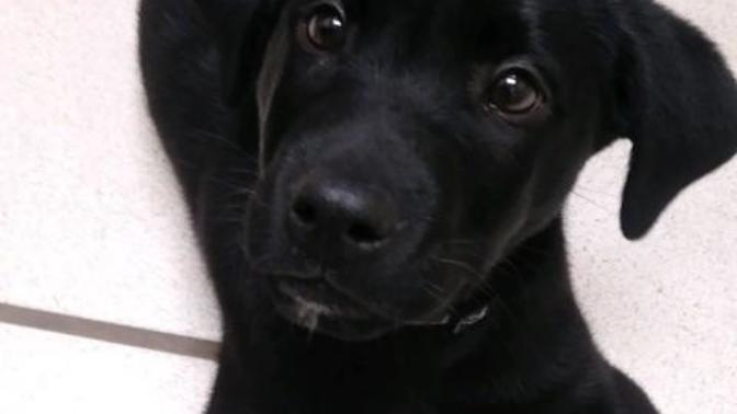 Is it impressive that I taught my dog 9 tricks?