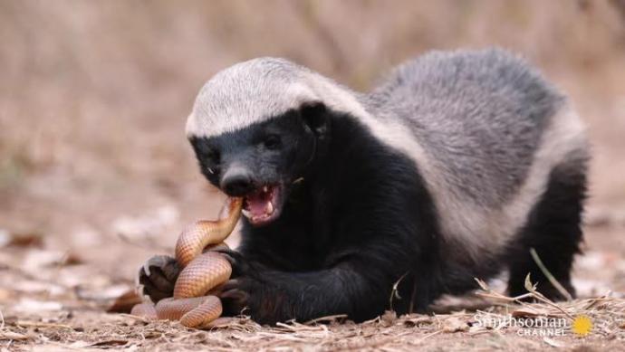 What Animal Is The Most Bad Ass In Your Opinion?