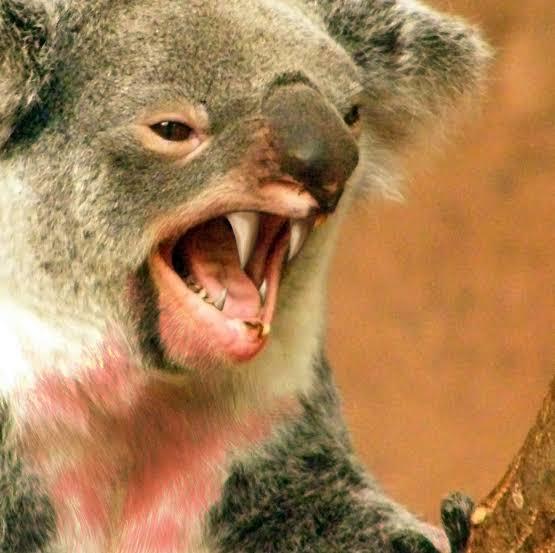 What Animal Is The Most Bad Ass In Your Opinion?