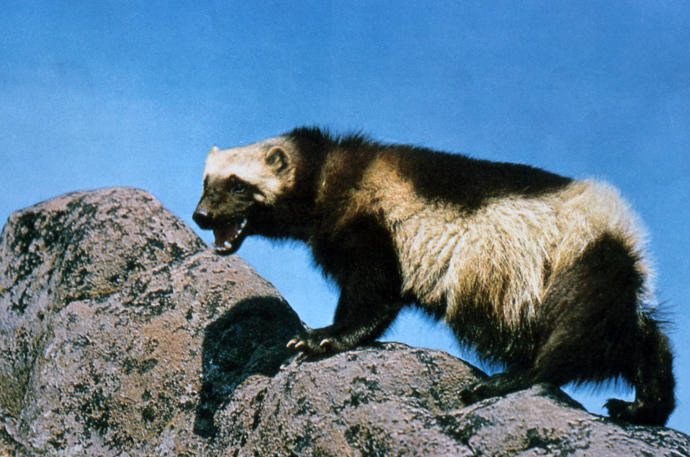 What Animal Is The Most Bad Ass In Your Opinion?