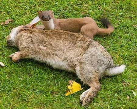 What Animal Is The Most Bad Ass In Your Opinion?