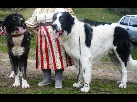 What Animal Is The Most Bad Ass In Your Opinion?