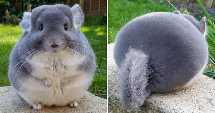 What Animal Is The Most Bad Ass In Your Opinion?