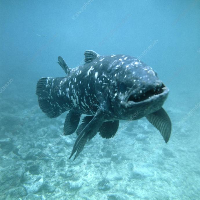What Animal Is The Most Bad Ass In Your Opinion?