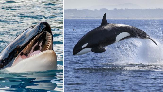 What Animal Is The Most Bad Ass In Your Opinion?