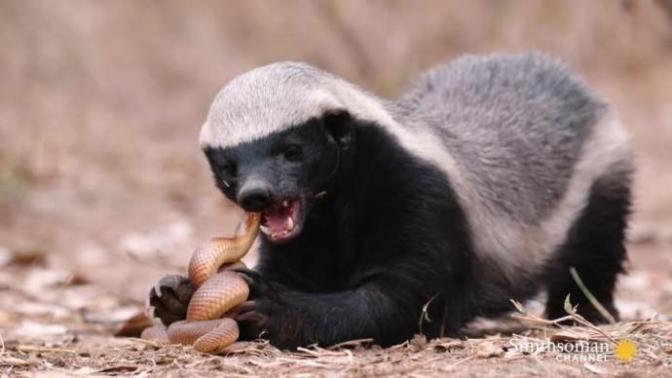 What Animal Is The Most Bad Ass In Your Opinion?