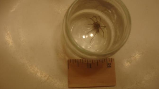 Does anyone have a bunch of spiders in their house?