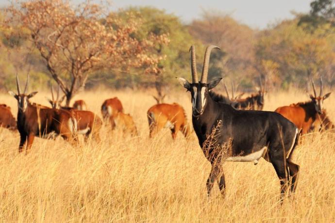Would you like to visit the southern African nation of Malawi?