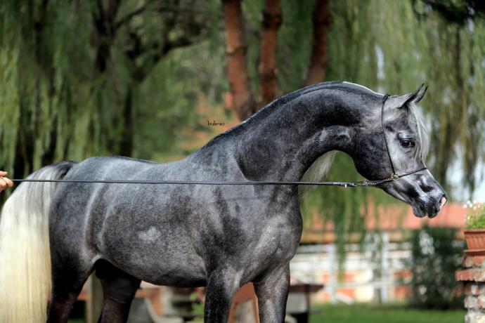 Arabian Dappled Grey