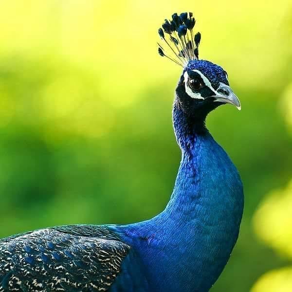 Male Peacock Profile