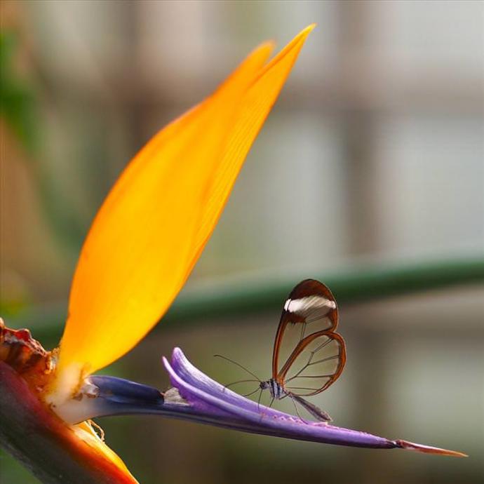 Glasswing Butterfly